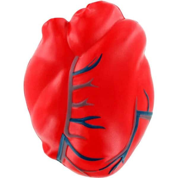 anatomical heart stress ball